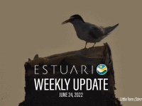Weekly Update (June 24, 2022)