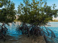 Diagnóstico de Vulnerabilidad y Estrategia de Adaptación del Estuario de la Bahía de San Juan