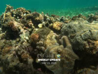 Weekly Update (May 23, 2025)