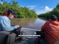 Actualización semanal (31 de octubre de 2025)