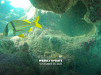 Weekly Update (November 28, 2025)