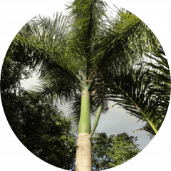 Palma real (Roystonea borinquena)