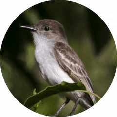 Juí (Myiarchus antillarum)