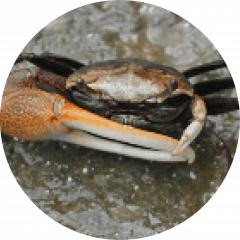 Cangrejo violinista (Uca Spp.)