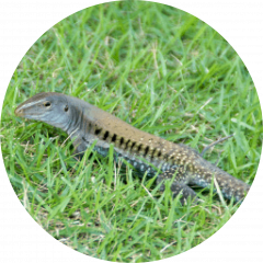 Siguana (Ameiva exsul)