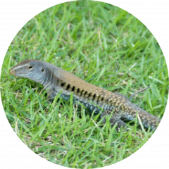 Siguana (Ameiva exsul)