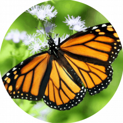 Monarca (Danaus plexipus)