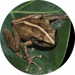 Coquí (Eleutherodactylus coqui)