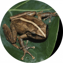 Coquí (Eleutherodactylus coqui)