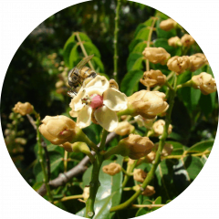 Cobana Negra (Stahlia monosperma)
