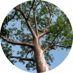 Almácigo (Bursera simaruba)