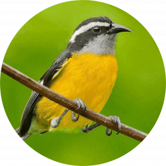 Reinita común (Coereba flaveola)