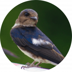 Golondrina de Cueva (Petrochelidon fulva)