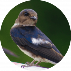 Golondrina de Cueva (Petrochelidon fulva)