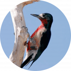 Carpintero (Melanerpes portoricencis)