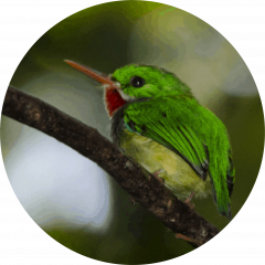 San Pedrito (Todus mexicanus)